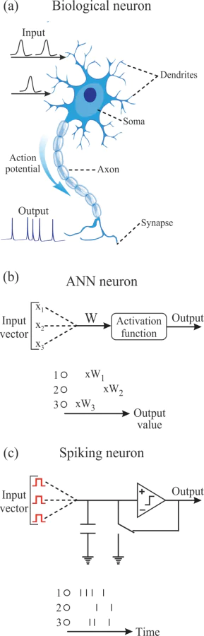 a – Illustration of a biological neuron and its operating principles. b – Conventional ANN operating principle (top) and output representation (bottom). The input vector is processed by multiplying the input vector by the corresponding weight vector (denoted \( W \)) and then passing it to the activation function. Output values are represented in floating-point numbers that can be processed at the software level. c – Operating principle of a spiking neural network (top) and output representation (bottom). The input signal is processed by the hardware implementation of the neuron. Output values are represented in spike trains, which differ in the emission time of each spike and the overall density, and also serve as inherent memory. These images were adapted from Ref. [21] and recomposed by authors.