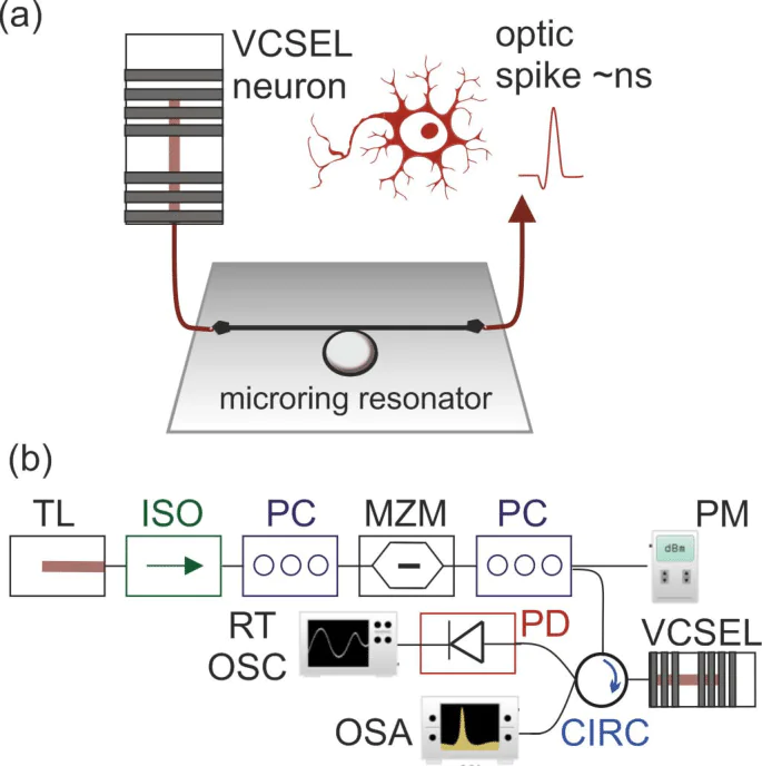 a – Schematic diagram showing the basic working principle of the experimentally investigated weighting of sub-ns optical spikes produced by a VCSEL-neuron. b – An experimental scheme of a photonic spiking neuron based on the use of the photodetector-resonant tunneling diode – VCSEL scheme, see more details in Ref. [150], where TL – tunable laser, ISO – optical isolator, PC – polarization controller, MZM – Mach-Zehnder modulator, PM – optical power meter, CIRC – optical circulator, OSA – optical spectrum analyzer, PD – photodetector, and RT OSC – real-time oscilloscope. These images were adapted from Ref. [151] and then redrawn by authors.