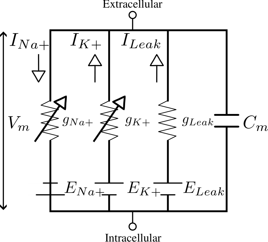 Electrical analog of the Hodgkin-Huxley model (this figure is adapted from Ref. [22]). The capacitance \( C_m \) represents a lipid bilayer – neuron membrane with potential \( V_m \). Non-linear electrical conductances resemble voltage-gated ion channels \( g_{\rm K^+} \) and \( g_{\rm Na^+} \), while \( g_{Leak} \) corresponds to the leakage channel. Parameters \( E_{\rm Na^+} \), \( E_{\rm K^+} \), and \( E_{Leak} \) correspond to the reversal ions potentials and leak reversal potential, respectively.